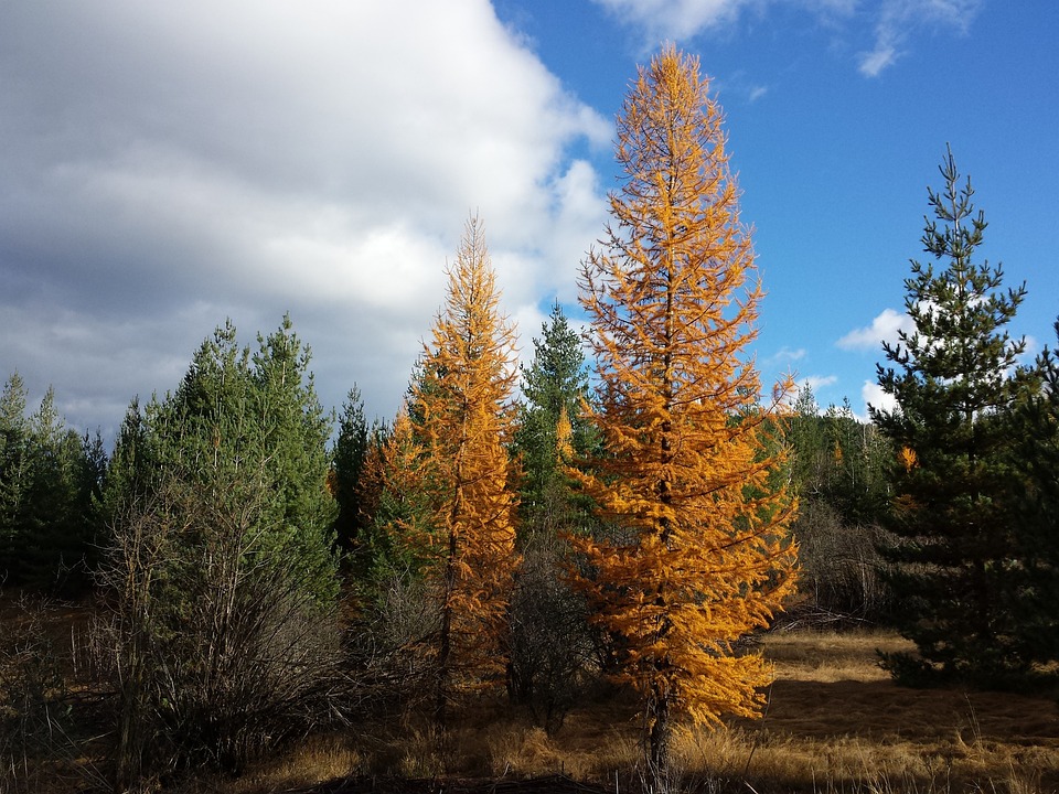 tamarack-trees